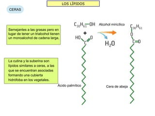 LOS LÍPIDOS
CERAS



                                                         Alcohol miricílico
Semejantes a las grasas pero en
lugar de tener un trialcohol tienen                  +
un monoalcohol de cadena larga.




La cutina y la suberina son
lípidos similares a ceras, a las
que se encuentran asociadas
formando una cubierta
hidrófoba en los vegetales.
                                   Ácido palmítico            Cera de abeja
 