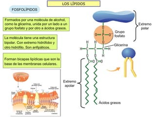 LOS LÍPIDOS
    FOSFOLÍPIDOS

Formados por una molécula de alcohol,
como la glicerina, unida por un lado a un                                Extremo
grupo fosfato y por otro a ácidos grasos.                                 polar
                                                             Grupo
                                                             fosfato
La molécula tiene una estructura
bipolar. Con extremo hidrófobo y
                                                             Glicerina
otro hidrófilo. Son anfipáticos.


Forman bicapas lipídicas que son la
base de las membranas celulares.




                                      Extremo
                                       apolar



                                                    Ácidos grasos
 