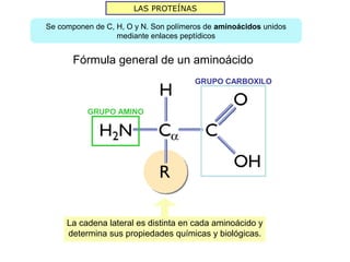 LAS PROTEÍNAS

Se componen de C, H, O y N. Son polímeros de aminoácidos unidos
                  mediante enlaces peptídicos


       Fórmula general de un aminoácido
                                       GRUPO CARBOXILO


          GRUPO AMINO




     La cadena lateral es distinta en cada aminoácido y
     determina sus propiedades químicas y biológicas.
 