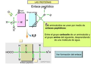 LAS PROTEÍNAS

                          Enlace peptídico




                                         H
           Grupo



          OH
O
          carboxilo   Grupo amino




                                H


                                         N

                                              H
                                     C
                      +



                                C
    C
H




             R
    C




                                 O



                                         R
                           O
                                         Los aminoácidos se unen por medio de

                            H
    H2N




                                         enlaces peptídicos:

                                         Entre el grupo carboxilo de un aminoácido y
                           H2O
                                         el grupo amino del siguiente, desprendiendo
                                                   de una molécula de agua.
           H          H             R

COOH       C          N    C        C     H2N
                                                   Ver formación del enlace
           R               O        H
             Enlace peptídico        DIPÉPTIDO
 