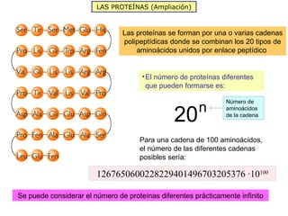 LAS PROTEÍNAS (Ampliación)



                                Las proteínas se forman por una o varias cadenas
                                polipeptídicas donde se combinan los 20 tipos de
                                    aminoácidos unidos por enlace peptídico


                                      • El número de proteínas diferentes
                                        que pueden formarse es:

                                                                Número de
                                                        n
                                                20
                                                                aminoácidos
                                                                de la cadena



                                     Para una cadena de 100 aminoácidos,
                                     el número de las diferentes cadenas
                                     posibles sería:

                        1267650600228229401496703205376 ·10100

Se puede considerar el número de proteínas diferentes prácticamente infinito
 