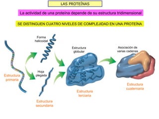 LAS PROTEÍNAS

         La actividad de una proteína depende de su estructura tridimensional

        SE DISTINGUEN CUATRO NIVELES DE COMPLEJIDAD EN UNA PROTEÍNA


                  Forma
                 helicoidal

                                      Estructura               Asociación de
                                       globular                varias cadenas




                  Hoja
Estructura       plegada
 primaria
                                                                     Estructura
                                                                     cuaternaria
                                         Estructura
                                          terciaria
                 Estructura
                 secundaria
 