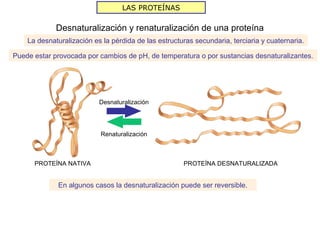 LAS PROTEÍNAS

             Desnaturalización y renaturalización de una proteína
    La desnaturalización es la pérdida de las estructuras secundaria, terciaria y cuaternaria.

Puede estar provocada por cambios de pH, de temperatura o por sustancias desnaturalizantes.




                           Desnaturalización




                           Renaturalización



      PROTEÍNA NATIVA                                 PROTEÍNA DESNATURALIZADA


              En algunos casos la desnaturalización puede ser reversible.
 