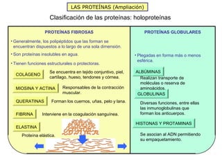 LAS PROTEÍNAS (Ampliación)

                    Clasificación de las proteínas: holoproteínas

                 PROTEÍNAS FIBROSAS                                PROTEÍNAS GLOBULARES

• Generalmente, los polipéptidos que las forman se
  encuentran dispuestos a lo largo de una sola dimensión.
• Son proteínas insolubles en agua.                            • Plegadas en forma más o menos
                                                                 esférica.
• Tienen funciones estructurales o protectoras.

                    Se encuentra en tejido conjuntivo, piel,   ALBÚMINAS
  COLÁGENO
                    cartílago, hueso, tendones y córnea.         Realizan transporte de
                                                                 moléculas o reserva de
  MIOSINA Y ACTINA         Responsables de la contracción        aminoácidos.
                           muscular.                            GLOBULINAS
  QUERATINAS         Forman los cuernos, uñas, pelo y lana.      Diversas funciones, entre ellas
                                                                 las inmunoglobulinas que
  FIBRINA       Interviene en la coagulación sanguínea.          forman los anticuerpos.

                                                               HISTONAS Y PROTAMINAS
  ELASTINA
     Proteína elástica.                                          Se asocian al ADN permitiendo
                                                                 su empaquetamiento.
 