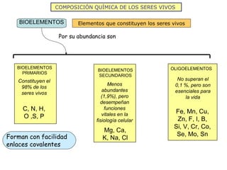 COMPOSICIÓN QUÍMICA DE LOS SERES VIVOS

    BIOELEMENTOS            Elementos que constituyen los seres vivos

                     Por su abundancia son




   BIOELEMENTOS                                                OLIGOELEMENTOS
                                   BIOELEMENTOS
     PRIMARIOS
                                   SECUNDARIOS
   Constituyen el                                                 No superan el
                                         Menos                   0,1 %, pero son
    98% de los
                                      abundantes                 esenciales para
    seres vivos
                                      (1,9%), pero                   la vida
                                     desempeñan
     C, N, H,                          funciones
                                                                Fe, Mn, Cu,
     O ,S, P                          vitales en la
                                   fisiología celular            Zn, F, I, B,
                                                                Si, V, Cr, Co,
                                      Mg, Ca,
Forman con facilidad                                             Se, Mo, Sn
                                      K, Na, Cl
enlaces covalentes
 