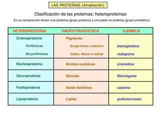 LAS PROTEÍNAS (Ampliación)

              Clasificación de las proteínas: heteroproteínas
En su composición tienen una proteína (grupo proteico) y una parte no proteica (grupo prostético).


HETEROPROTEÍNA                    GRUPO PROSTÉTICO                            EJEMPLO

 Cromoproteína                       Pigmento

        Porfirínicas                    Grupo hemo o hemino               hemoglobina

        No porfirínicas                 Cobre, Hierro o retinal           rodopsina

 Nucleoproteína                      Ácidos nucleicos                     cromatina


 Glucoproteína                       Glúcido                              fibrinógeno


 Fosfoproteína                       Ácido fosfórico                      caseína


 Lipoproteína                        Lípido                               quilomicrones
 