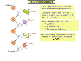 LOS ÁCIDOS NUCLEICOS
Extremo 5’
                           • Los nucleótidos se unen por enlaces
                             fosfodiéster formando polinucleótidos
                 Adenina
                           • La cadena presenta dos extremos
                             libres: el 5’ unido al grupo fosfato y el 3’
                             unido a un hidroxilo.
              Citosina
                           • Cada cadena se diferencia de otra por:
                                > Su tamaño
                                > Su composición.
                                > Su secuencia de bases.

                Guanina
                           • La secuencia se nombra con la inicial de
                             la base que contiene cada nucleótido:
                                            ACGT
              Timina



 Extremo 3’
 