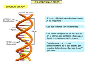 LOS ÁCIDOS NUCLEICOS

   Estructura del ADN

                    2 nm


Armazón                               • Es una doble hélice enrollada en torno a
fosfoglucídico                        un eje imaginario

                                      • Las dos cadenas son antiparalelas.
       0,34 nm
                           3,4 nm
                                      • Las bases nitrogenadas se encuentran
                                        en el interior. Las pentosas y los grupos
                                        fosfato forman un armazón externo.
   Par de bases
   nitrogenadas                       • Cada base se une con otra
                                        complementaria de la otra cadena por
                                        puentes de hidrógeno. Siempre A con T
                                        y G con C.
 