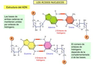 LOS ÁCIDOS NUCLEICOS

 Estructura del ADN


Las bases de
ambas cadenas se
mantienen unidas
por enlaces de
hidrógeno.                                  Adenina                  Timina
                                                      2 Enlaces de
                                                       hidrógeno




                                                                        El número de
                                                                        enlaces de
                                                                        hidrógeno
                                                                        depende de la
                   Guanina              Citosina
                                                                        complementarieda
                             3 Enlaces de                               d de las bases.
                              hidrógeno
 