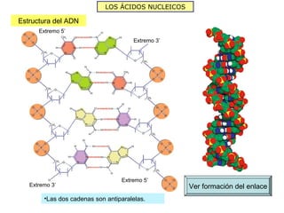LOS ÁCIDOS NUCLEICOS

Estructura del ADN
      Extremo 5’
                                      Extremo 3’




                                  Extremo 5’
   Extremo 3’                                       Ver formación del enlace
        •Las dos cadenas son antiparalelas.
 