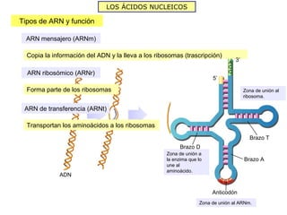 LOS ÁCIDOS NUCLEICOS

Tipos de ARN y función

 ARN mensajero (ARNm)

  Copia la información del ADN y la lleva a los ribosomas (trascripción)
                                                                               3’

  ARN ribosómico (ARNr)
                                                                      5’

  Forma parte de los ribosomas                                                      Zona de unión al
                                                                                    ribosoma.

 ARN de transferencia (ARNt)

  Transportan los aminoácidos a los ribosomas
                                                                                      Brazo T
                                                         Brazo D
                                                    Zona de unión a
                                                                    ARN
                                                                mensajero
                                                    la enzima que lo                Brazo A
                                                    une al
                                                    aminoácido.
             ADN


                                                                      Anticodón
                                                                Zona de unión al ARNm.
 