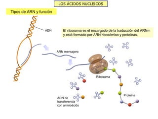 LOS ÁCIDOS NUCLEICOS

Tipos de ARN y función



                  ADN       El ribosoma es el encargado de la traducción del ARNm
                            y está formado por ARN ribosómico y proteínas.



                         ARN mensajero




                                                Ribosoma




                                                                Proteína
                         ARN de
                         transferencia
                         con aminoácido
 