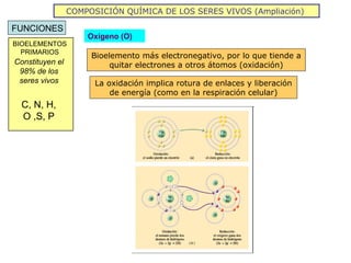 COMPOSICIÓN QUÍMICA DE LOS SERES VIVOS (Ampliación)

FUNCIONES
                     Oxígeno (O)
BIOELEMENTOS
  PRIMARIOS
                      Bioelemento más electronegativo, por lo que tiende a
Constituyen el             quitar electrones a otros átomos (oxidación)
 98% de los
 seres vivos           La oxidación implica rotura de enlaces y liberación
                           de energía (como en la respiración celular)
  C, N, H,
  O ,S, P
 