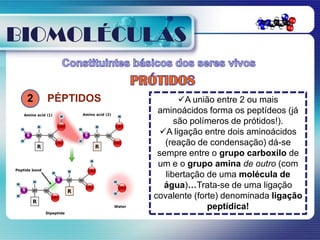 BIOMOLÉCULAS

 2   PÉPTIDOS          A união entre 2 ou mais
                 aminoácidos forma os peptídeos (já
                      são polímeros de prótidos!).
                  A ligação entre dois aminoácidos
                   (reação de condensação) dá-se
                 sempre entre o grupo carboxilo de
                 um e o grupo amina de outro (com
                   libertação de uma molécula de
                   água)…Trata-se de uma ligação
                covalente (forte) denominada ligação
                              peptídica!
 