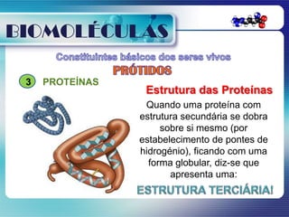 BIOMOLÉCULAS

 3   PROTEÍNAS
                  Estrutura das Proteínas
                  Quando uma proteína com
                 estrutura secundária se dobra
                      sobre si mesmo (por
                 estabelecimento de pontes de
                 hidrogénio), ficando com uma
                   forma globular, diz-se que
                        apresenta uma:
 