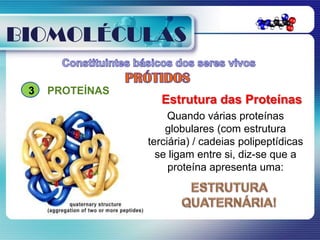 BIOMOLÉCULAS

 3   PROTEÍNAS
                    Estrutura das Proteínas
                      Quando várias proteínas
                     globulares (com estrutura
                 terciária) / cadeias polipeptídicas
                   se ligam entre si, diz-se que a
                      proteína apresenta uma:
 