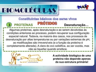 BIOMOLÉCULAS

  3   PROTEÍNAS                                  Desnaturação…
   Algumas proteínas, após desnaturação e ao serem devolvidas às
 condições anteriores ao processo, podem recuperar sua configuração
   espacial natural. Todavia, na maioria dos casos, nos processos de
desnaturação por altas temperaturas ou por variações extremas de pH,
      as modificações são irreversíveis (e a função da proteína é
 completamente alterada). A clara do ovo solidifica, ao ser cozida, mas
                    não se liquefaz quando arrefece.

                                       A actividade biológica de uma
                                       proteína não depende apenas
                                         da sua estrutura primária!
 