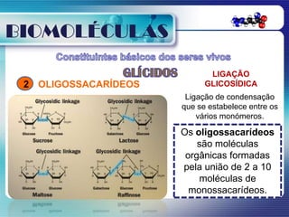 BIOMOLÉCULAS

                             LIGAÇÃO
 2 OLIGOSSACARÍDEOS         GLICOSÍDICA
                       Ligação de condensação
                      que se estabelece entre os
                          vários monómeros.

                      Os oligossacarídeos
                          são moléculas
                       orgânicas formadas
                      pela união de 2 a 10
                          moléculas de
                        monossacarídeos.
 