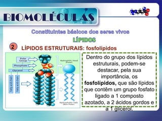 BIOMOLÉCULAS

 2   LÍPIDOS ESTRUTURAIS: fosfolípidos
                           Dentro do grupo dos lípidos
                             estruturais, podem-se
                                destacar, pela sua
                                 importância, os
                          fosfolípidos, que são lípidos
                          que contêm um grupo fosfato
                              ligado a 1 composto
                          azotado, a 2 ácidos gordos e
                                   a 1 glicerol.
 