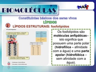 BIOMOLÉCULAS

 2   LÍPIDOS ESTRUTURAIS: fosfolípidos
                                Os fosfolípidos são
                            moléculas anfipáticas–
                                 isto significa que
                            possuem uma parte polar
                             (hidrofílica – afinidade
                            com a água) e uma parte
                              apolar (hidrofóbica –
                               sem afinidade com a
                                       água).
 