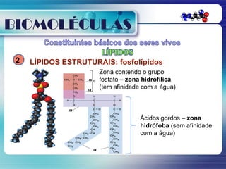 BIOMOLÉCULAS

 2   LÍPIDOS ESTRUTURAIS: fosfolípidos
                      Zona contendo o grupo
                      fosfato – zona hidrofílica
                      (tem afinidade com a água)



                                   Ácidos gordos – zona
                                   hidrófoba (sem afinidade
                                   com a água)
 