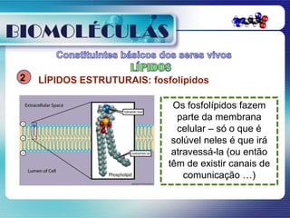 BIOMOLÉCULAS

 2   LÍPIDOS ESTRUTURAIS: fosfolípidos

                               Os fosfolípidos fazem
                                parte da membrana
                                celular – só o que é
                               solúvel neles é que irá
                               atravessá-la (ou então
                              têm de existir canais de
                                  comunicação …)
 