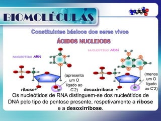 BIOMOLÉCULAS




                      (apresenta                      (menos
                          um O                         um O
                       ligado ao                       ligado
     ribose                C’2) desoxirribose         ao C’2)
 Os nucleótidos de RNA distinguem-se dos nucleótidos de
DNA pelo tipo de pentose presente, respetivamente a ribose
                    e a desoxirribose.
 