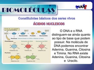BIOMOLÉCULAS


                 O DNA e o RNA
           distinguem-se ainda quanto
           ao tipo de base que podem
             possuir. Na molécula de
             DNA podemos encontrar
           Adenina, Guanina, Citosina
             e Timina. No RNA existe
           Adenina, Guanina, Citosina
                    e Uracilo.
 