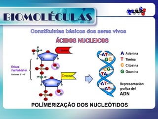 BIOMOLÉCULAS




   POLÍMERIZAÇÂO DOS NUCLEÓTIDOS
 