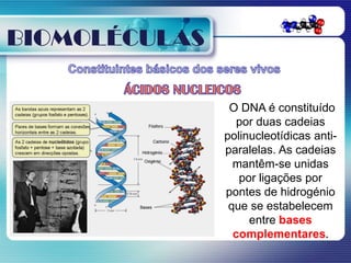 BIOMOLÉCULAS

                O DNA é constituído
                  por duas cadeias
               polinucleotídicas anti-
               paralelas. As cadeias
                 mantêm-se unidas
                  por ligações por
               pontes de hidrogénio
                que se estabelecem
                    entre bases
                 complementares.
 