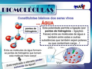 BIOMOLÉCULAS

                  pontes de       Esta polaridade permite a ligação (por
                  hidrogénio        pontes de hidrogénio – ligações
                                  fracas) entre as moléculas de água e
                                      também entre estas e outras
                                 substâncias que também sejam polares
                                       ou que contenham carga…!

Entre as moléculas de água formam-
se pontes de hidrogénio que tornam
     esta molécula mais coesa!
 