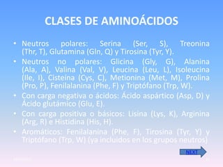 CLASES DE AMINOÁCIDOS
• Neutros polares: Serina (Ser, S), Treonina
  (Thr, T), Glutamina (Gln, Q) y Tirosina (Tyr, Y).
• Neutros no polares: Glicina (Gly, G), Alanina
  (Ala, A), Valina (Val, V), Leucina (Leu, L), Isoleucina
  (Ile, I), Cisteína (Cys, C), Metionina (Met, M), Prolina
  (Pro, P), Fenilalanina (Phe, F) y Triptófano (Trp, W).
• Con carga negativa o ácidos: Ácido aspártico (Asp, D) y
  Ácido glutámico (Glu, E).
• Con carga positiva o básicos: Lisina (Lys, K), Arginina
  (Arg, R) e Histidina (His, H).
• Aromáticos: Fenilalanina (Phe, F), Tirosina (Tyr, Y) y
  Triptófano (Trp, W) (ya incluidos en los grupos neutros)
                                                  NEXT
23/05/2012                                               11
 