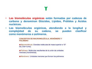 Y
• Las biomoléculas orgánicas están formadas por cadenas de
carbono y denominan Glúcidos, Lípidos, Prótidos y Ácidos
nucleícos.
• Las biomoléculas orgánicas, atendiendo a la longitud y
complejidad de su cadena, se pueden clasificar
como monómeros o polímeros.
 