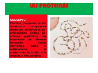 LAS PROTEINAS
CONCEPTO:
Proteína, cualquiera de los
numerosos compuestos
orgánicos constituidos por
aminoácidos unidos por
enlaces peptídicos que
intervienen en diversas
funciones vitales
esenciales, como el
metabolismo, la
contracción muscular o la
respuesta inmunológica.
 