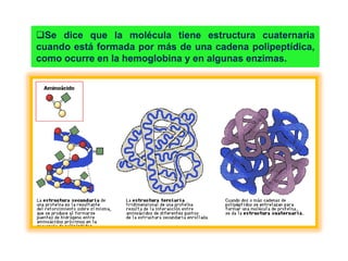 Se dice que la molécula tiene estructura cuaternaria
cuando está formada por más de una cadena polipeptídica,
como ocurre en la hemoglobina y en algunas enzimas.
 