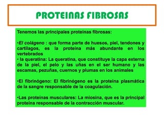 PROTEINAS FIBROSAS
Tenemos las principales proteínas fibrosas:
•El colágeno : que forma parte de huesos, piel, tendones y
cartílagos, es la proteína más abundante en los
vertebrados
• la queratina: La queratina, que constituye la capa externa
de la piel, el pelo y las uñas en el ser humano y las
escamas, pezuñas, cuernos y plumas en los animales
•El fibrinógeno: El fibrinógeno es la proteína plasmática
de la sangre responsable de la coagulación.
•Las proteínas musculares: La miosina, que es la principal
proteína responsable de la contracción muscular.
 