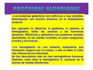 Las proteínas globulares son esféricas y muy solubles.
Desempeñan una función dinámica en el metabolismo
corporal.
Son ejemplos la albúmina, la globulina, la caseína, la
hemoglobina, todas las enzimas y las hormonas
proteicas. Albúminas y globulinas son proteínas solubles
abundantes en las células animales, el suero sanguíneo,
la leche y los huevos.
La hemoglobina es una proteína respiratoria que
transporta oxígeno por el cuerpo; a ella se debe el color
rojo intenso de los eritrocitos.
Se han descubierto más de cien hemoglobinas humanas
distintas, entre ellas la hemoglobina S, causante de la
anemia de células falciformes.
 