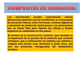 Los aminoácidos pueden experimentar nuevas
alteraciones químicas que los transforman en compuestos
de secreción interna, como hormonas, enzimas digestivas
y elementos de protección (anticuerpos). Los aminoácidos
que no hacen falta para reponer las células y fluidos
orgánicos se catabolizan en dos pasos.
El primero es la desaminación oxidativa, que consiste en
la separación de la porción de la molécula que contiene
nitrógeno, que a continuación se combina con carbono y
oxígeno para formar urea, amoníaco y ácido úrico, que
son los productos nitrogenados del metabolismo
proteico.
 