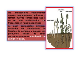 se unen compuestos similares
derivados del catabolismo de
hidratos de carbono y grasas. Los
productos finales de estas
porciones proteicas son dióxido de
carbono y agua.
los aminoácidos experimentan
nuevas degradaciones químicas y
forman nuevos compuestos que a
su vez son catabolizados con
frecuencia en rutas bioquímicas
 