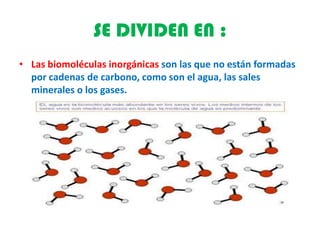 SE DIVIDEN EN :
• Las biomoléculas inorgánicas son las que no están formadas
por cadenas de carbono, como son el agua, las sales
minerales o los gases.
 