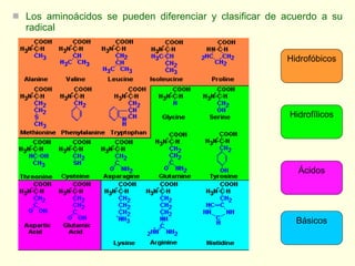 <ul><li>Los aminoácidos se pueden diferenciar y clasificar de acuerdo a su radical </li></ul>Hidrofílicos Hidrofóbicos Áci...