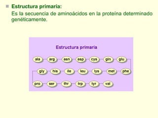 <ul><li>Estructura primaria:   </li></ul><ul><li>Es la secuencia de aminoácidos en la proteína determinado genéticamente. ...