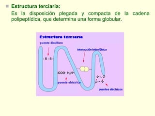 <ul><li>Estructura terciaria:   </li></ul><ul><li>Es la disposición plegada y compacta de la cadena polipeptídica, que det...