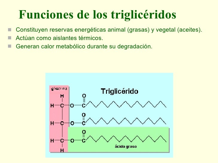 Resultado de imagen para Función biológica de los triglicéridos