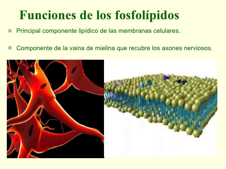 Biomoleculas enfermería