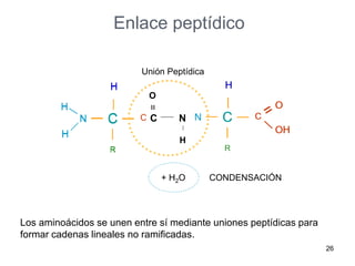 Los aminoácidos se unen entre sí mediante uniones peptídicas para
formar cadenas lineales no ramificadas.
26
C
H
R
C
O
OH
N
H
H
C
H
R
C
O
OH
N
H
H
C N
=
O
H
C
H
R
N
H
H
C
H
R
C
O
OH
+ H2O
Unión Peptídica
CONDENSACIÓN
Enlace peptídico
 