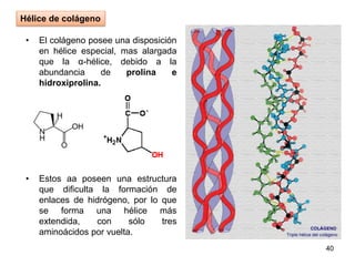 • El colágeno posee una disposición
en hélice especial, mas alargada
que la α-hélice, debido a la
abundancia de prolina e
hidroxiprolina.
• Estos aa poseen una estructura
que dificulta la formación de
enlaces de hidrógeno, por lo que
se forma una hélice más
extendida, con sólo tres
aminoácidos por vuelta.
40
Hélice de colágeno
 