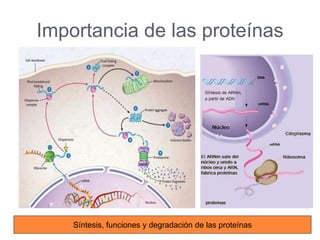 Importancia de las proteínas
Síntesis, funciones y degradación de las proteínas
 