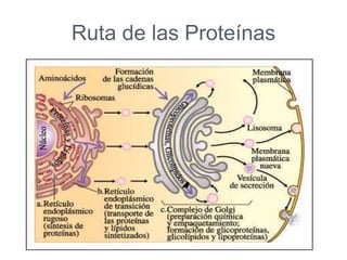 Ruta de las Proteínas
 