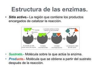 Inhibición Enzimática Alostérica
• Son enzimas cuya estructura proteica está
formada de varias subunidades
• No se rigen p...